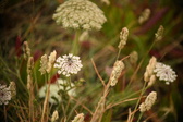 Enlarge photo 325