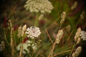 Enlarge photo 326