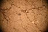 Enlarge photo 344