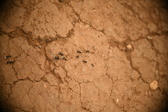 Enlarge photo 345