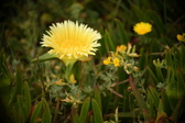 Enlarge photo 349
