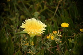 Enlarge photo 352