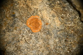 Enlarge photo 376