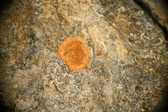 Enlarge photo 377
