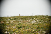 Enlarge photo 380