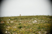 Enlarge photo 381