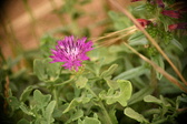 Enlarge photo 384