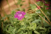 Enlarge photo 385