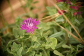 Enlarge photo 386