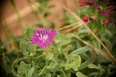 Enlarge photo 387