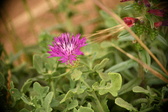 Enlarge photo 388