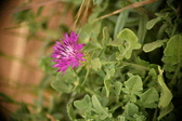 Enlarge photo 390