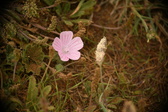 Enlarge photo 485