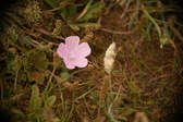 Enlarge photo 487