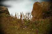 Enlarge photo 490