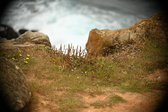 Enlarge photo 495