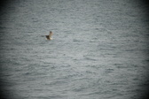 Enlarge photo 514