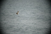 Enlarge photo 515