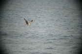 Enlarge photo 516