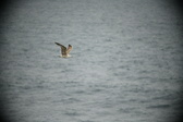 Enlarge photo 517