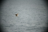 Enlarge photo 518