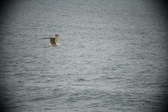 Enlarge photo 519
