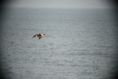 Enlarge photo 520
