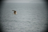 Enlarge photo 521