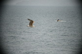 Enlarge photo 522