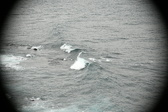 Enlarge photo 526
