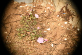 Enlarge photo 534