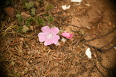 Enlarge photo 535