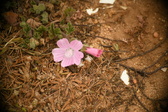 Enlarge photo 537