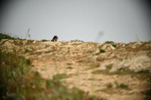 Enlarge photo 589