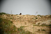 Enlarge photo 590