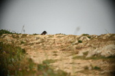 Enlarge photo 591