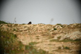 Enlarge photo 592