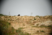 Enlarge photo 593
