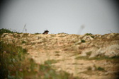 Enlarge photo 594
