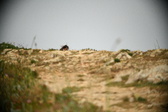 Enlarge photo 595