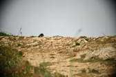 Enlarge photo 596