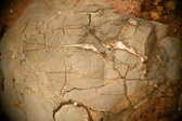 Enlarge photo 604