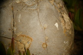 Enlarge photo 609