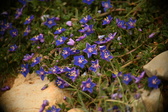Enlarge photo 613