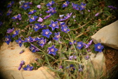 Enlarge photo 614