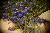 Enlarge photo 615