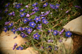 Enlarge photo 616