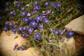 Enlarge photo 617