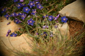 Enlarge photo 618