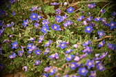 Enlarge photo 619